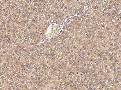 Immunohistochemistry-Paraffin: Apolipoprotein F Antibody [NBP2-99242]