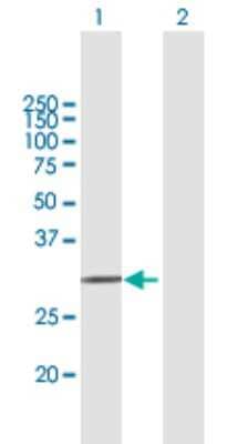 Western Blot: Apolipoprotein F Antibody [H00000319-B01P]