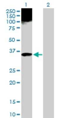 Western Blot: Apolipoprotein F Antibody [H00000319-D01P]