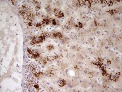 Immunohistochemistry: Apolipoprotein H/ApoH Antibody (OTI4A11) [NBP2-46534]