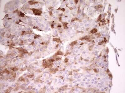 Immunohistochemistry: Apolipoprotein H/ApoH Antibody (OTI4A11) [NBP2-46534]