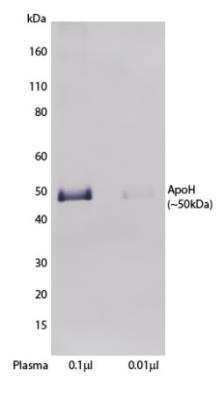 Western Blot: Apolipoprotein H/ApoH Antibody (H219) [NBP3-18286]