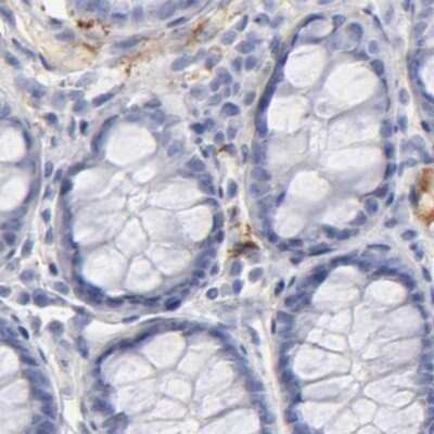 Immunohistochemistry-Paraffin: Apolipoprotein H/ApoH Antibody [NBP1-90045]
