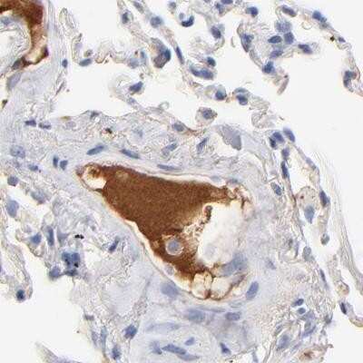 Immunohistochemistry-Paraffin: Apolipoprotein H/ApoH Antibody [NBP1-90045]