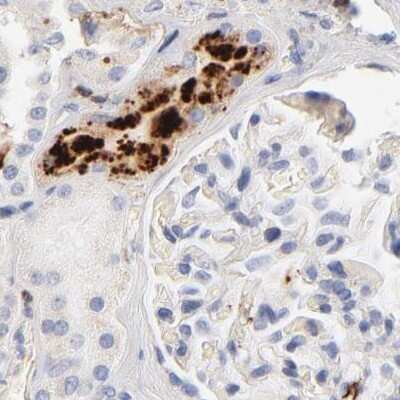 Immunohistochemistry-Paraffin: Apolipoprotein H/ApoH Antibody [NBP1-90045]