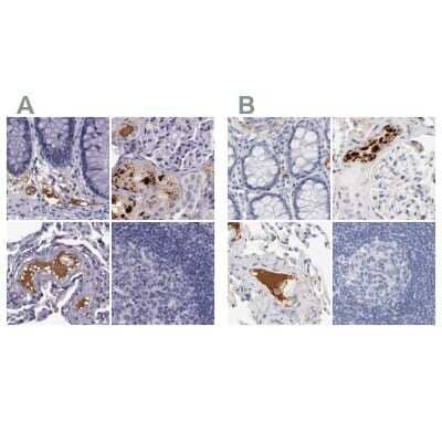 Immunohistochemistry-Paraffin: Apolipoprotein H/ApoH Antibody [NBP1-90046]