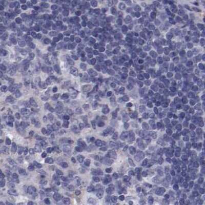 Immunohistochemistry-Paraffin: Apolipoprotein H/ApoH Antibody [NBP1-90046]