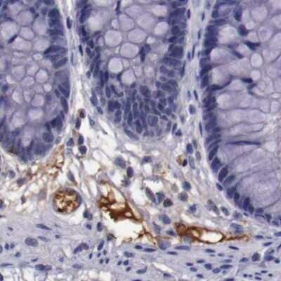 Immunohistochemistry-Paraffin: Apolipoprotein H/ApoH Antibody [NBP1-90046]