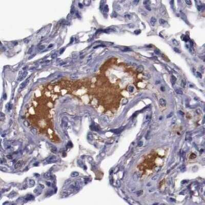 Immunohistochemistry-Paraffin: Apolipoprotein H/ApoH Antibody [NBP1-90046]