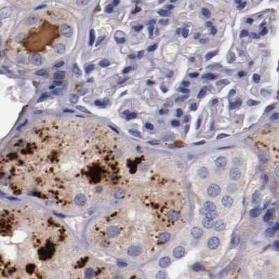 Immunohistochemistry-Paraffin: Apolipoprotein H/ApoH Antibody [NBP1-90046]
