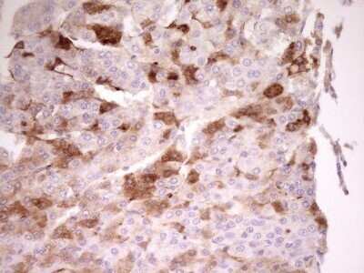 Immunohistochemistry: Apolipoprotein H/ApoH Antibody (OTI4A11) - Azide and BSA Free [NBP2-70186]