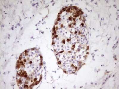 Immunohistochemistry: Apolipoprotein H/ApoH Antibody (OTI4A11) - Azide and BSA Free [NBP2-70186]