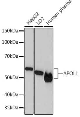 Western Blot: Apolipoprotein L1 Antibody (1A8N2) [NBP3-16407]