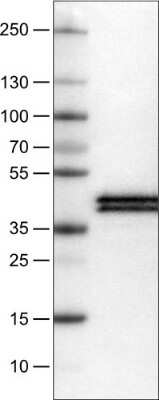 Western Blot: Apolipoprotein L1 Antibody (CL0170) [NBP2-52870]