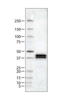 Western Blot: Apolipoprotein L1 Antibody (CL0171) [NBP2-14785]