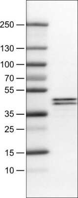 Western Blot: Apolipoprotein L1 Antibody (CL0173) [NBP2-52871]