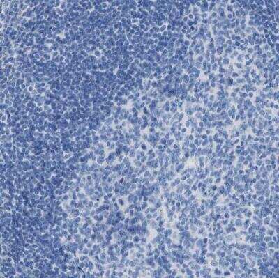 Immunohistochemistry-Paraffin: Apolipoprotein L1 Antibody [NBP1-89033]