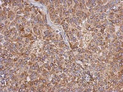 Immunohistochemistry-Paraffin: Apolipoprotein L1 Antibody [NBP2-15430]