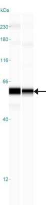 Simple Western: Apolipoprotein L1 Antibody [NBP1-89033]