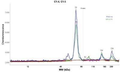Simple Western: Apolipoprotein L1 Antibody [NBP1-89033]