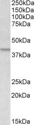 Western Blot: Apolipoprotein L1 Antibody [NBP1-06017]