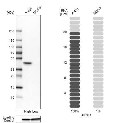 Western Blot: Apolipoprotein L1 Antibody [NBP1-89033]