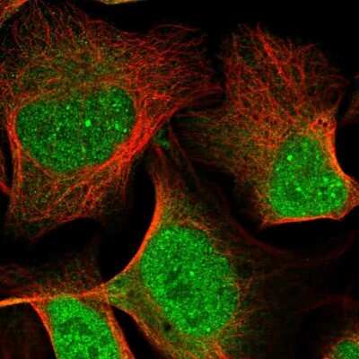 Immunocytochemistry/ Immunofluorescence: Apolipoprotein L2 Antibody [NBP1-90127]