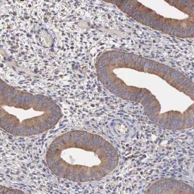 Immunohistochemistry-Paraffin: Apolipoprotein L2 Antibody [NBP1-90127]