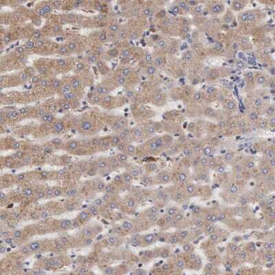 Immunohistochemistry-Paraffin: Apolipoprotein L2 Antibody [NBP1-90127]
