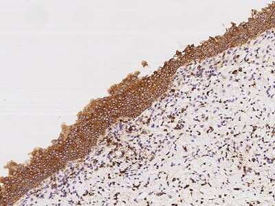 Immunohistochemistry-Paraffin: Apolipoprotein L2 Antibody [NBP2-98660]