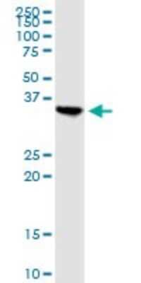 Western Blot: Apolipoprotein L2 Antibody [H00023780-B01P]