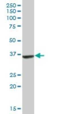 Western Blot: Apolipoprotein L2 Antibody [H00023780-B01P]