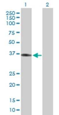 Western Blot: Apolipoprotein L2 Antibody [H00023780-B01P]