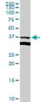 Western Blot: Apolipoprotein L2 Antibody [H00023780-D01P]