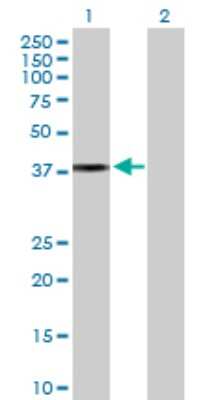 Western Blot: Apolipoprotein L2 Antibody [H00023780-D01P]