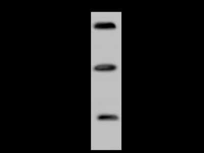 Western Blot: Apolipoprotein L2 Antibody [NBP2-98660]