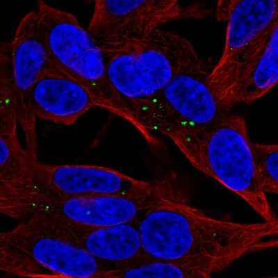 Immunocytochemistry/ Immunofluorescence: Apolipoprotein L4 Antibody [NBP2-56108]