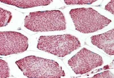 Immunohistochemistry-Paraffin: Apolipoprotein L4 Antibody [NBP1-20883]
