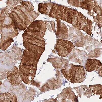 Immunohistochemistry-Paraffin: Apolipoprotein L4 Antibody [NBP2-14302]