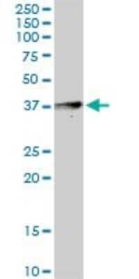 Western Blot: Apolipoprotein L4 Antibody [H00080832-D01P]