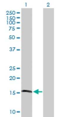 Western Blot: Apolipoprotein L4 Antibody [H00080832-D01P]