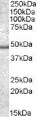 Western Blot: Apolipoprotein L5 Antibody [NBP1-06018]