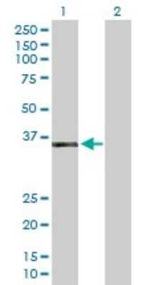 Western Blot: Apoptosis enhancing nuclease Antibody [H00064782-B01P]