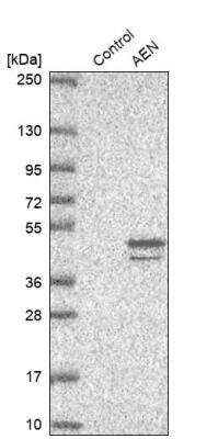 Western Blot: Apoptosis enhancing nuclease Antibody [NBP2-14272]