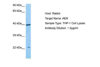 Western Blot: Apoptosis enhancing nuclease Antibody [NBP2-87016]