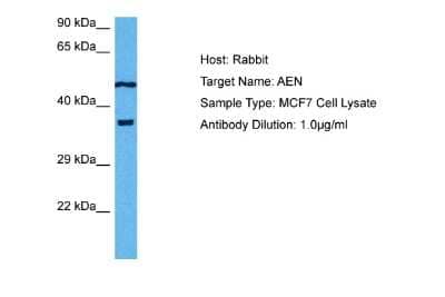 Western Blot: Apoptosis enhancing nuclease Antibody [NBP2-87017]