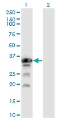 Western Blot: Aprataxin Antibody (2H6) [H00054840-M02]