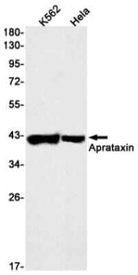 Western Blot: Aprataxin Antibody (S03-9F6) [NBP3-14999]