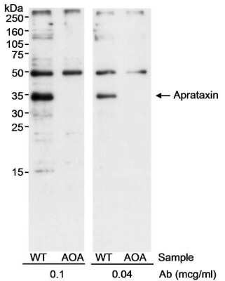Western Blot: Aprataxin Antibody [NB100-534]