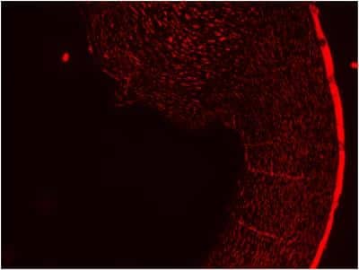 Immunohistochemistry-Paraffin: Aquaporin 1/AQP1 Antibody [NBP1-84488]